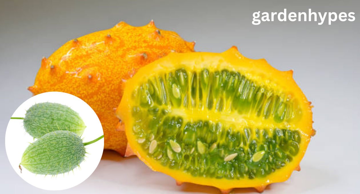 cucumber a fruit