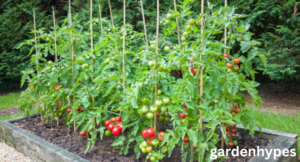 planting tomatoes