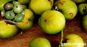 batuan fruit