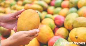 Sweetest Mango