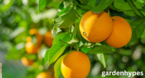 Sweetest Orange