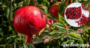Sweetest Pomegranate