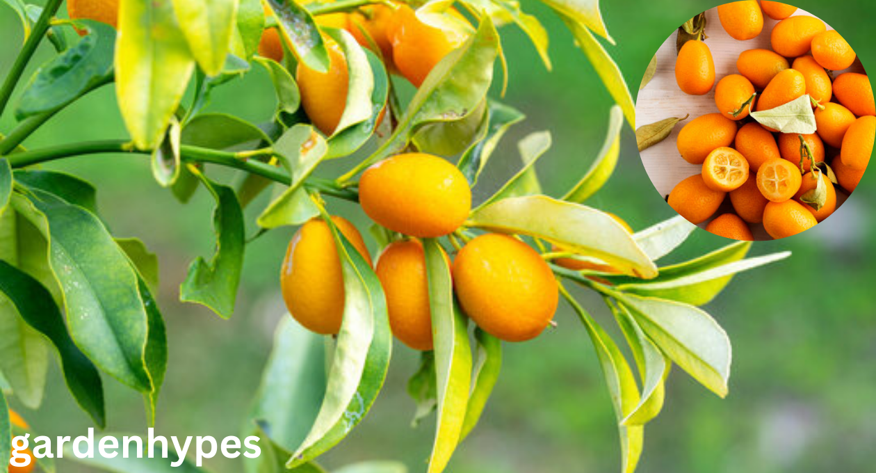 Kumquat