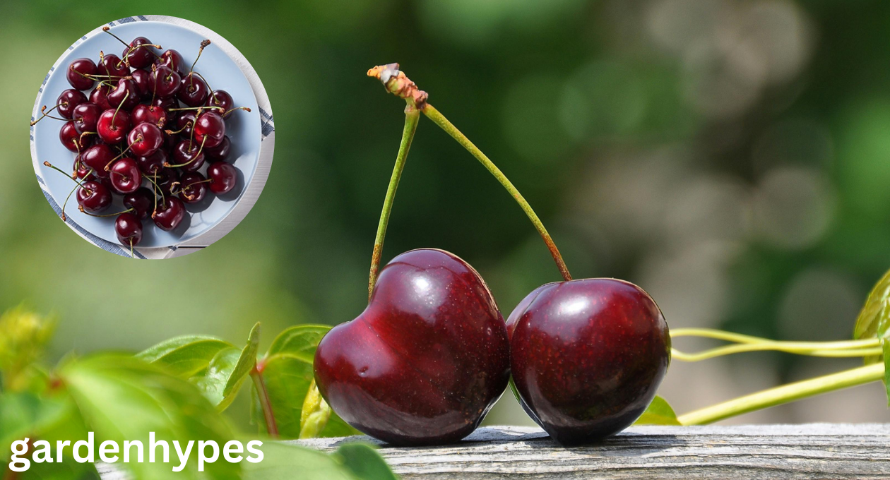 cherry shortage