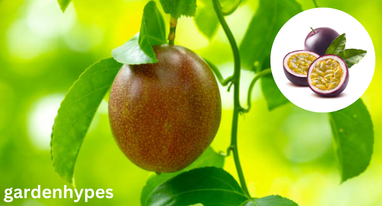 passion fruit