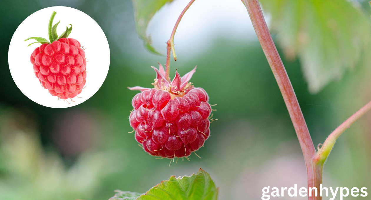 sweetest raspberry