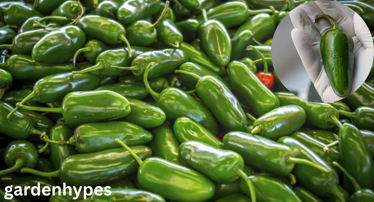 Jalapeno Shortage