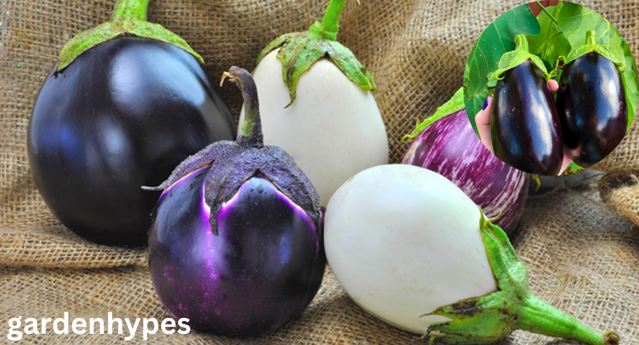 Eggplant shortage