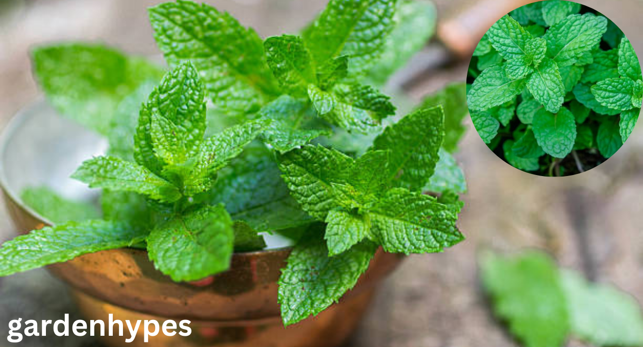 mint shortage