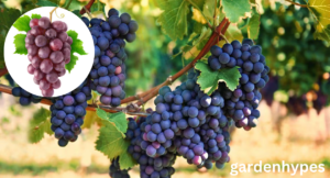grape shortage