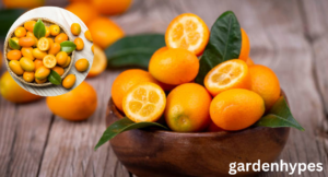 Kumquat