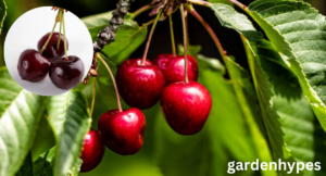 cherry shortage