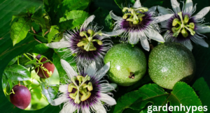 passion fruit