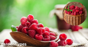 sweetest raspberry