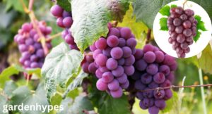 sweetest grape