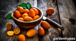 Kumquat