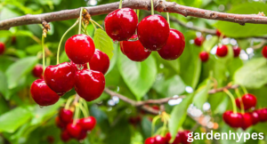 cherry shortage