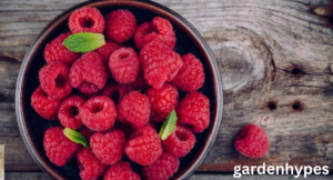 sweetest raspberry