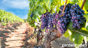 sweetest grape