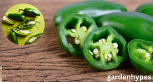 Jalapeno Shortage