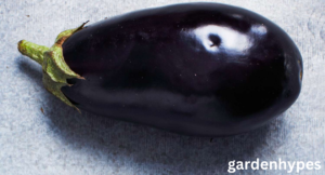 Eggplant shortage