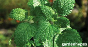 mint shortage