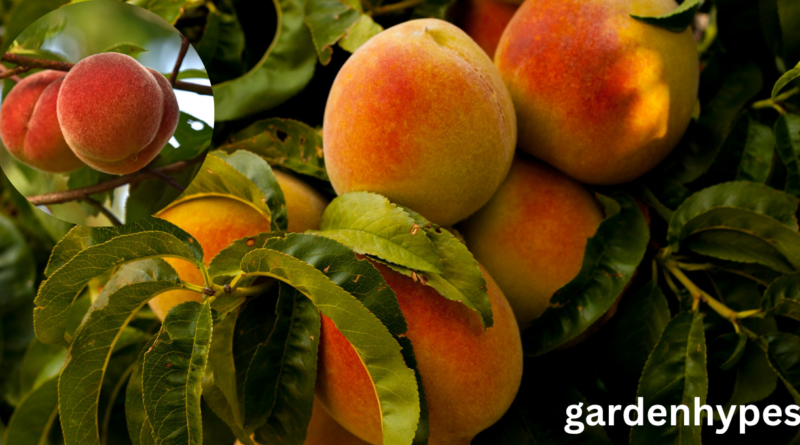 peach shortage