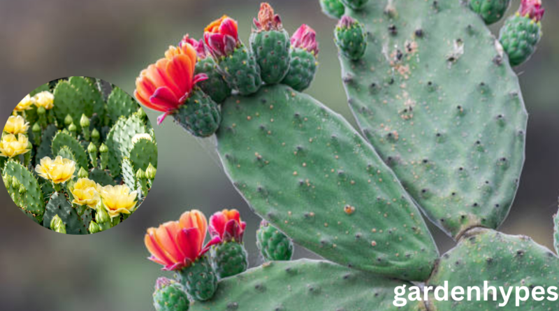 prickly pear