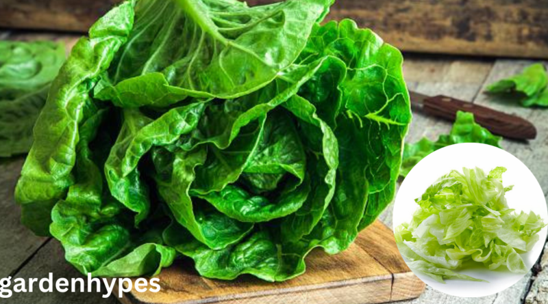 Lettuce Shortage