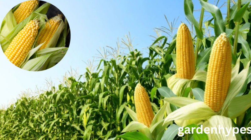 corn shortage