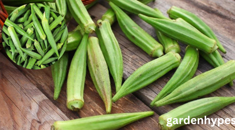 okra shortage