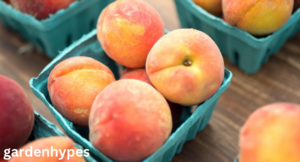 peach shortage