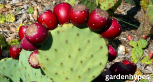 prickly pear
