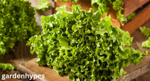 Lettuce Shortage