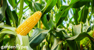 corn shortage