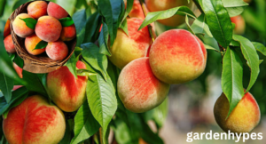 peach shortage