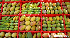 Egyptian Fruit