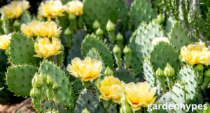 prickly pear