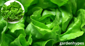 Lettuce Shortage