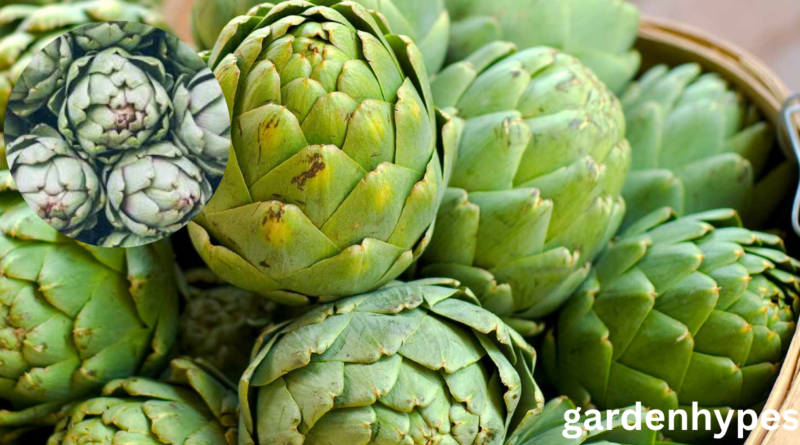 Artichoke Shortage