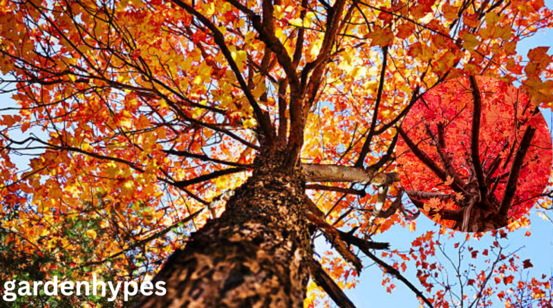 red bark tree