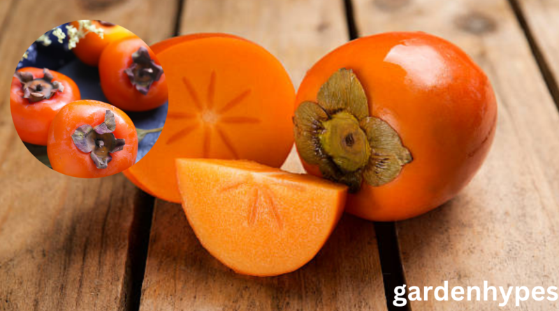 fuyu persimmon