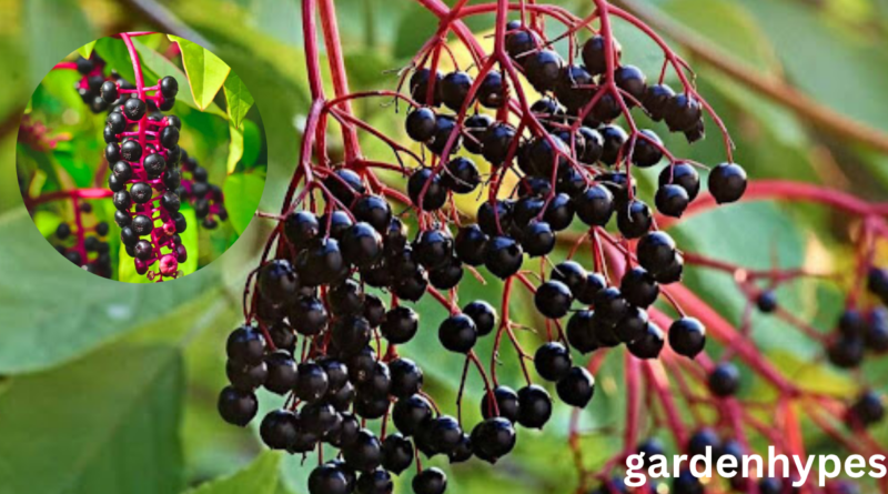 Elderberry Look-Alikes