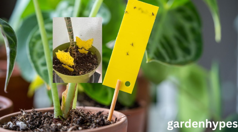 gnats in plants