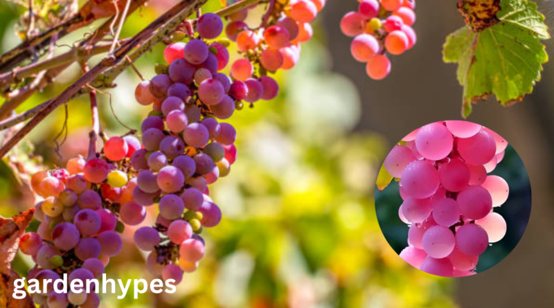 pink grapes