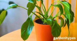 overwatered peace lily