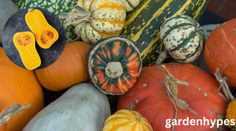 winter squash varieties