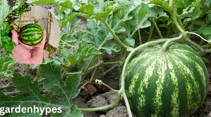 watermelon plant look like