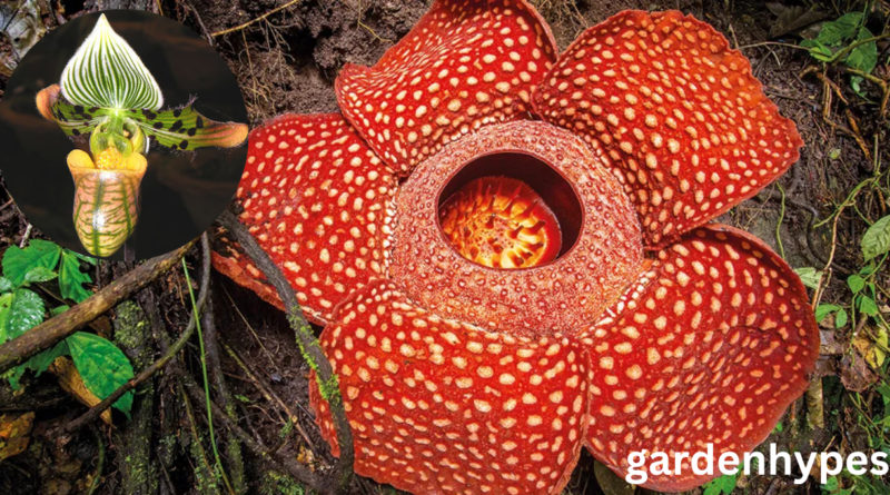 ugliest flower