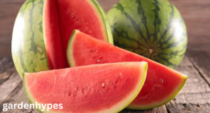 Melon Variety